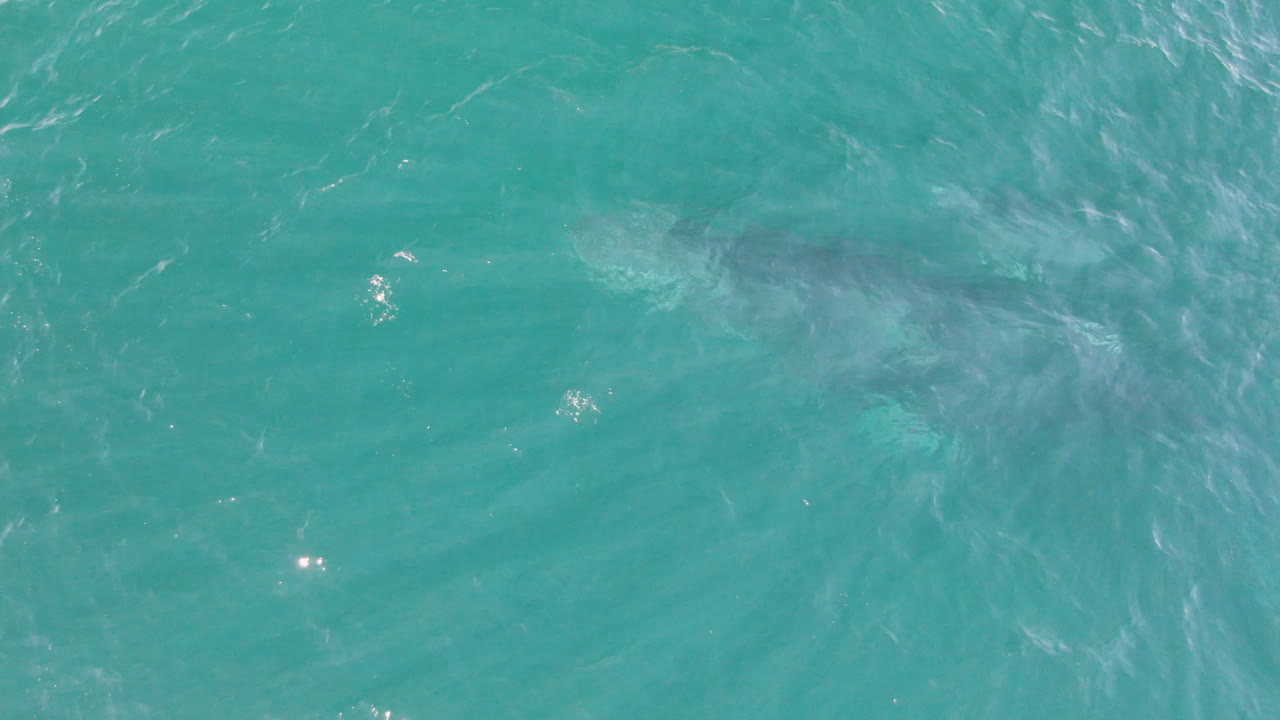 Overhead view of a whale just under turquoise ocean water at Laguna Beach Los Cabos, with soft wave streaks and no visible people.