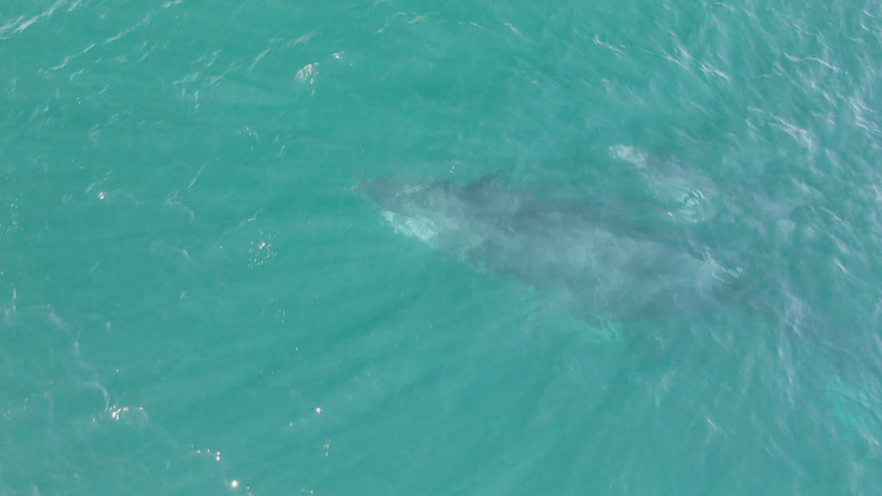 A whale remains partly obscured below blue-green water at Laguna Beach Los Cabos, with brighter foam texture drifting across the upper surface and no visible people.