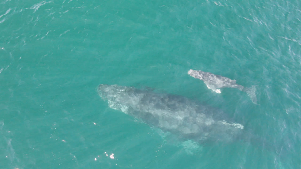 Two gray whales swim near the surface in turquoise water at Laguna Beach Los Cabos, Baja California Sur, Mexico, with the larger whale lower left and no visible people.
