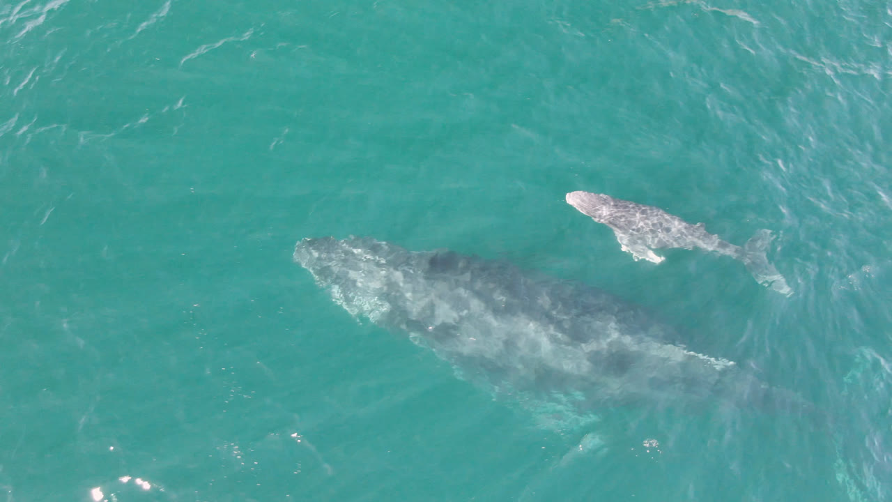 Two gray whales appear diagonally across the overhead frame in Laguna Beach Los Cabos water, with the smaller whale higher left and no visible people.