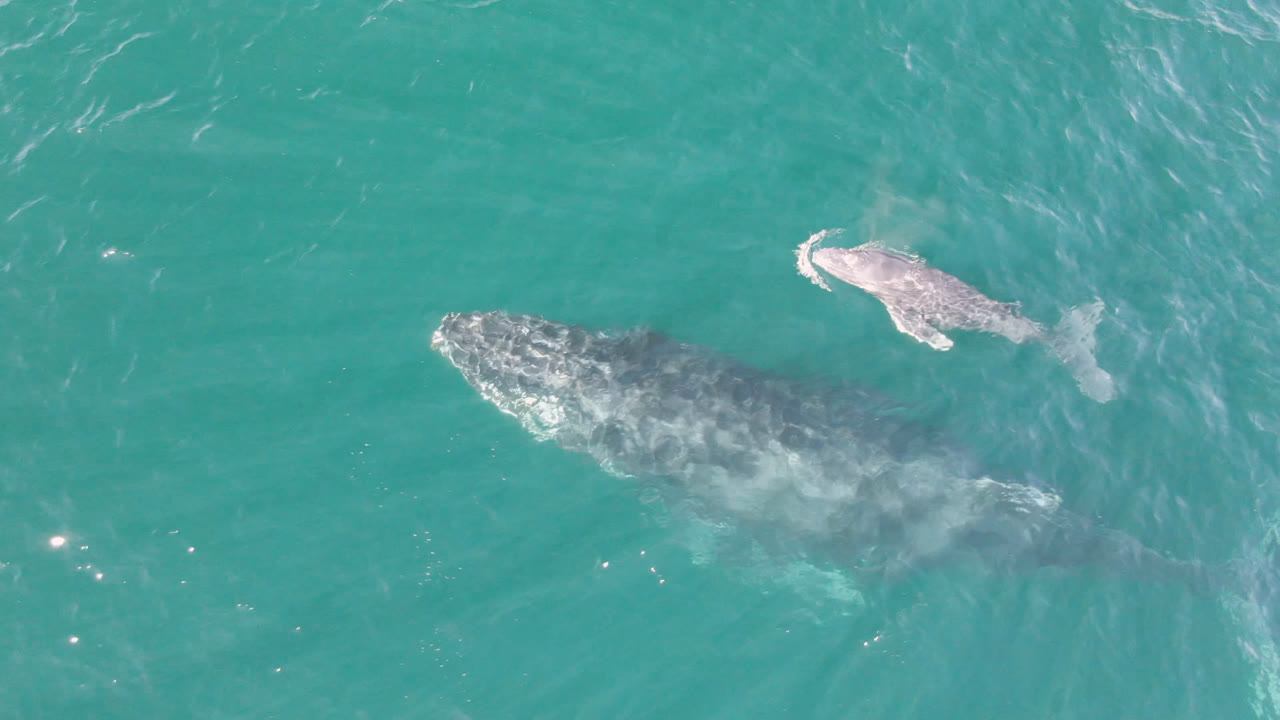 Two gray whales swimming across textured turquoise sea.