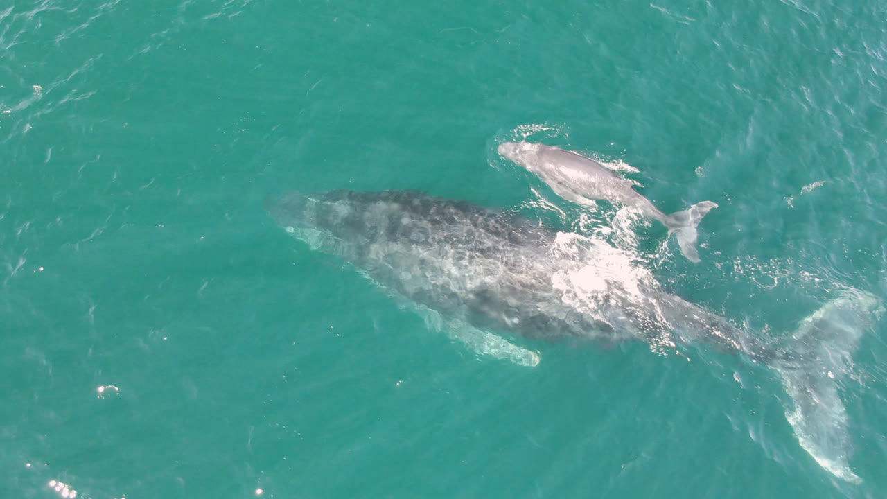 Two whales swim just below the turquoise surface at Laguna Beach Los Cabos, Baja California Sur, with foam over the larger whale and no visible people.
