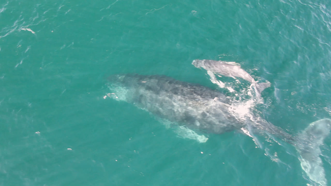 The whales remain near the surface in Laguna Beach Los Cabos water, with the smaller whale higher in frame and white wash around the larger whale, no visible people.