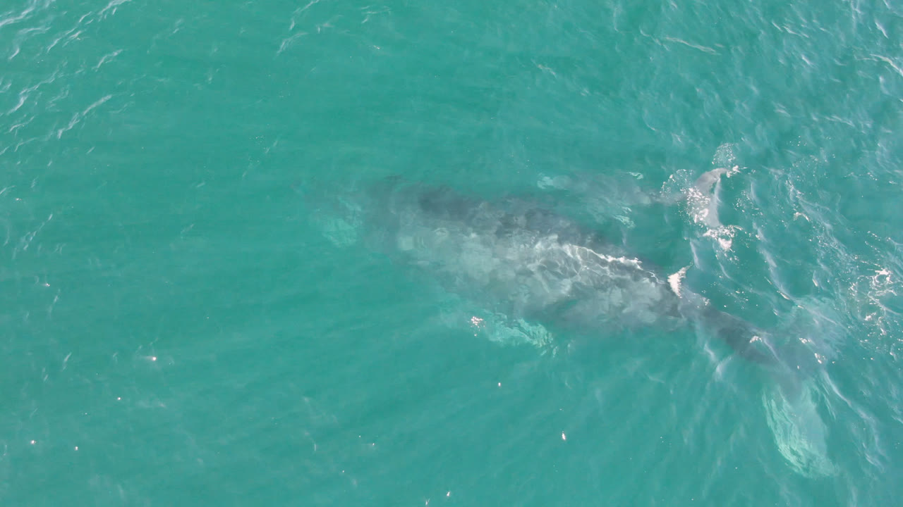A large gray whale is partly visible below turquoise water at Laguna Beach Los Cabos, with white surface wash near its body and no visible people.