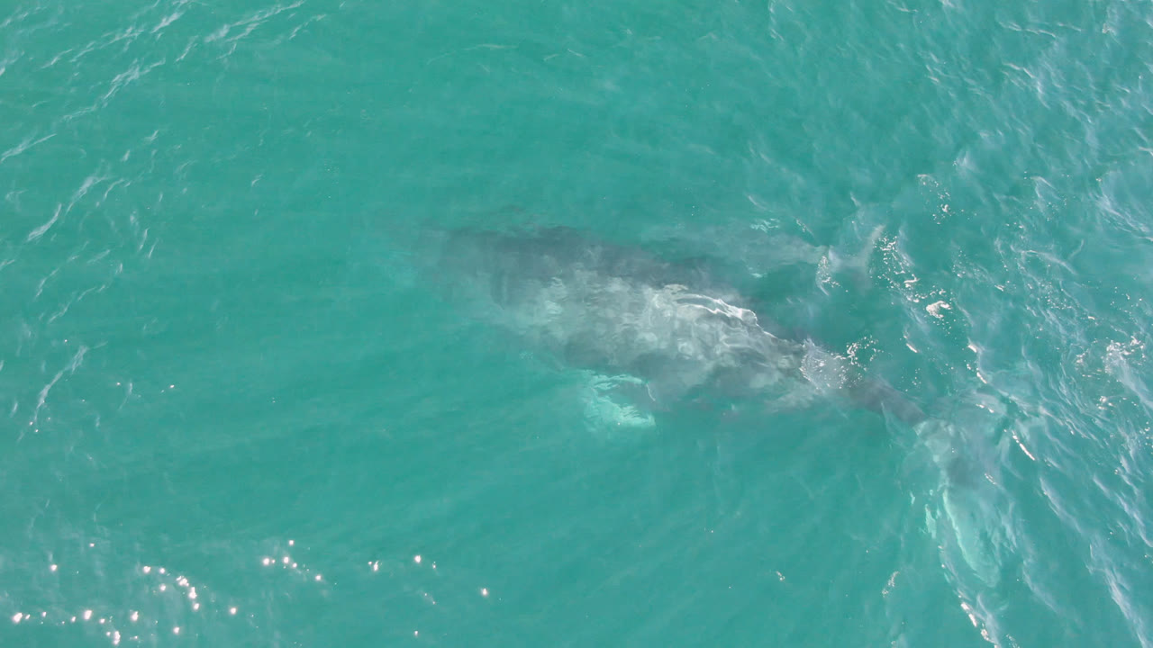 The whale sits deeper beneath teal ocean water in Laguna Beach Los Cabos, with faint body contours, rippled surface texture, and no visible people.