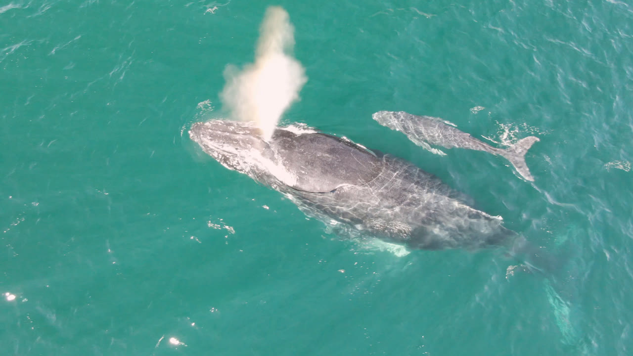 Overhead view of a humpback whale surfacing in turquoise ocean water.