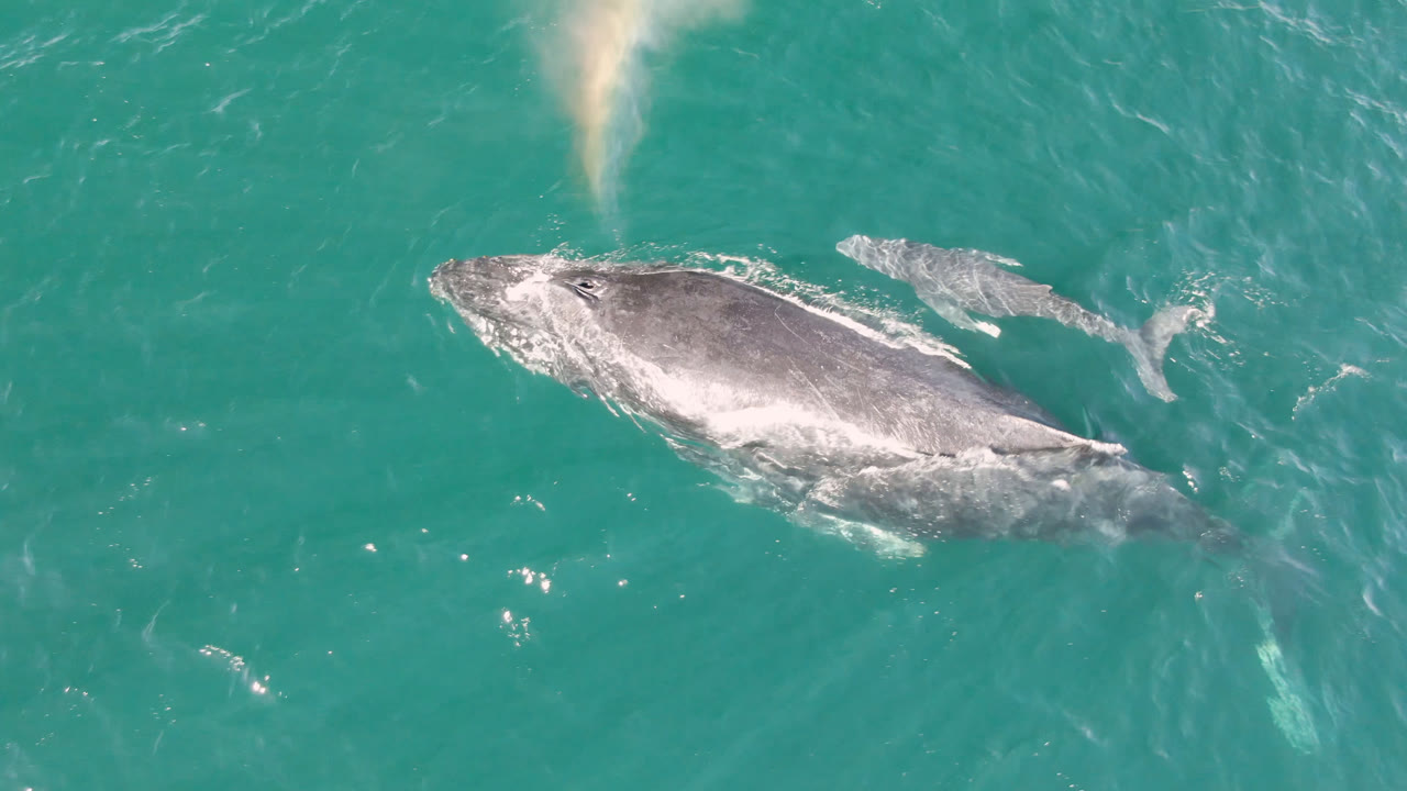 Aerial frame of a humpback whale in turquoise water at Laguna Beach Los Cabos, Baja California Sur, Mexico, with a smaller whale shape nearby and no visible people.