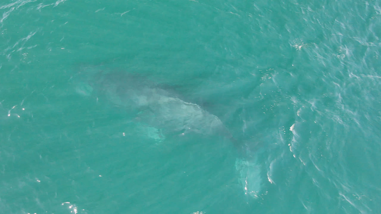 Overhead view of a large shark just under turquoise water at Laguna Beach Los Cabos, Baja California Sur, with scattered white ripples and no visible people.
