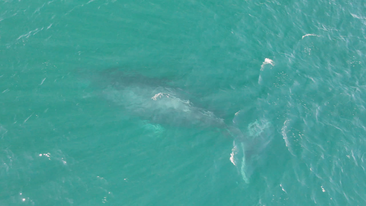 A large submerged shark is centered beneath teal ocean water near Laguna Beach Los Cabos, with faint pale turbulence around its body and no visible people.
