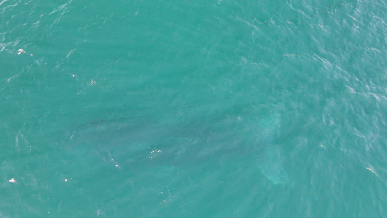 Open turquoise water with rippled surface and dim subsurface shape.