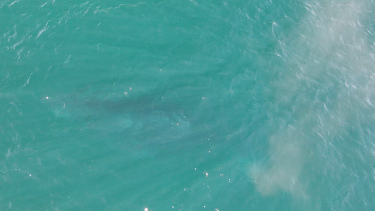 Aerial frame over Laguna Beach Los Cabos water with a faint shark-like shape below the rippled turquoise surface and no visible people.
