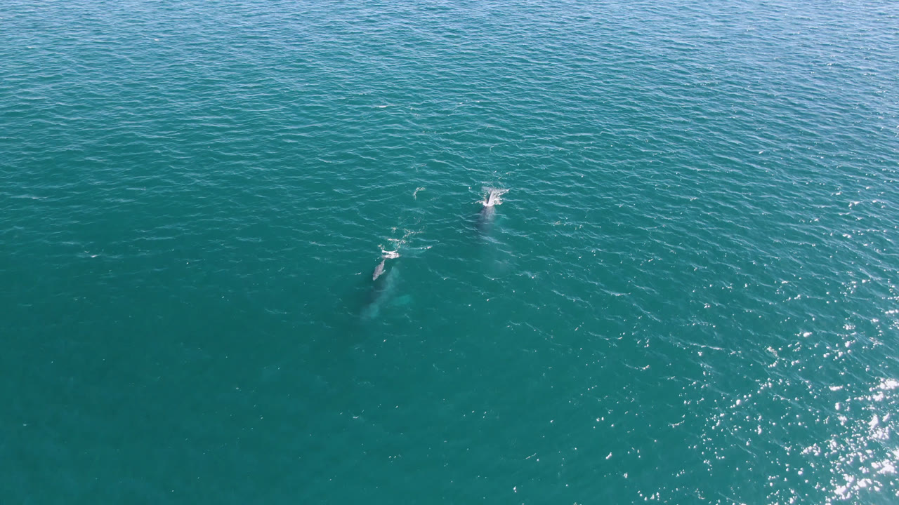 Overhead frame from San Jose Del Cabo, Mexico showing a larger whale shape below the surface with a smaller whale or splash ahead in turquoise water, with no visible people.