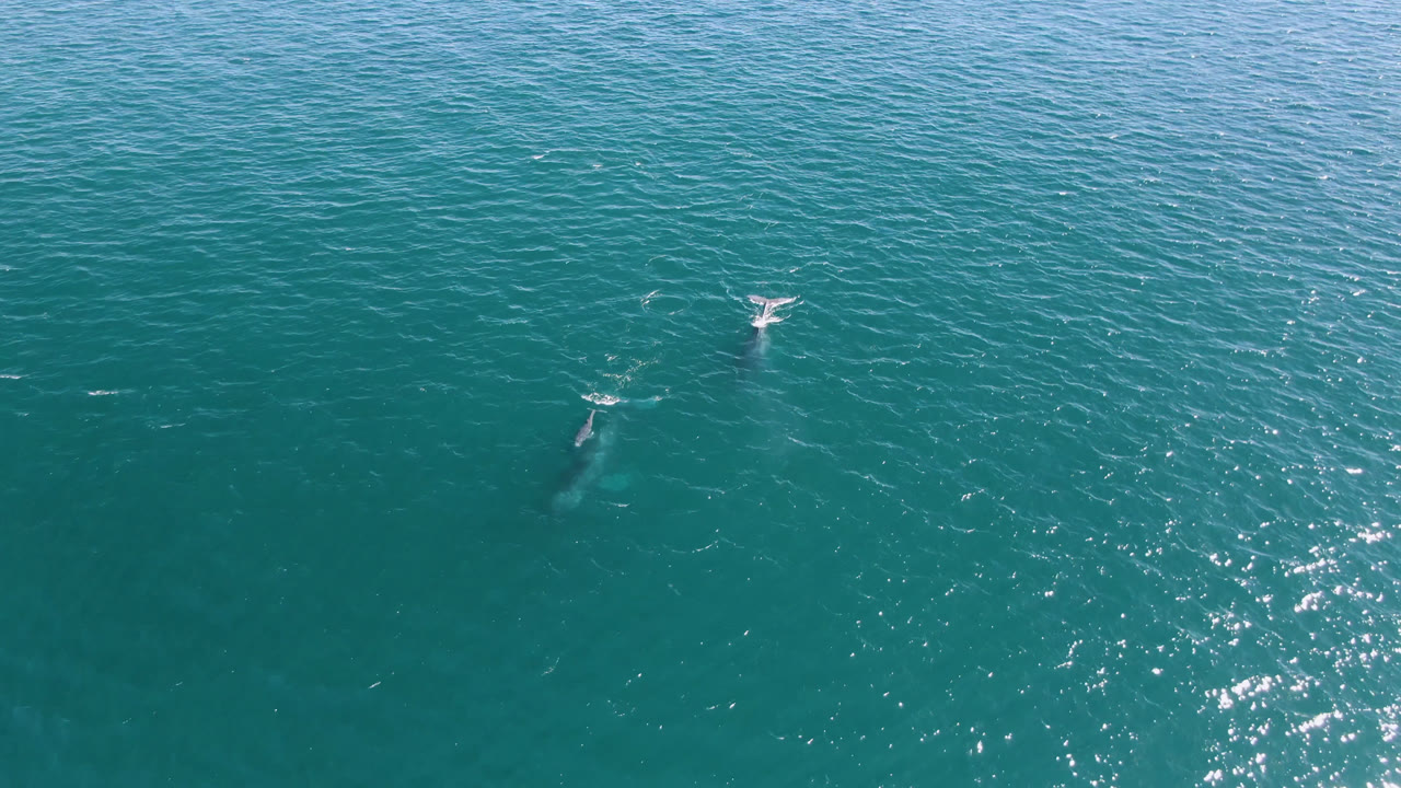 Aerial view near San Jose Del Cabo, Mexico with the larger whale slightly lower in frame and a small pale splash ahead across rippled turquoise ocean, with no visible people.