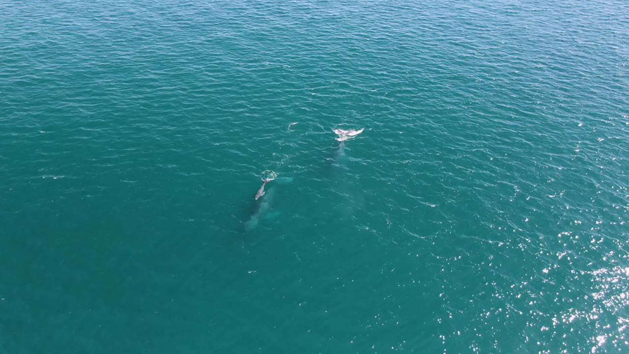 Submerged whale and small surface splash in open blue-green water.