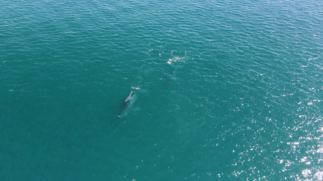 Overhead view of turquoise water in San Jose Del Cabo, Mexico, with a whale shape just below the surface near the lower left and no visible people.