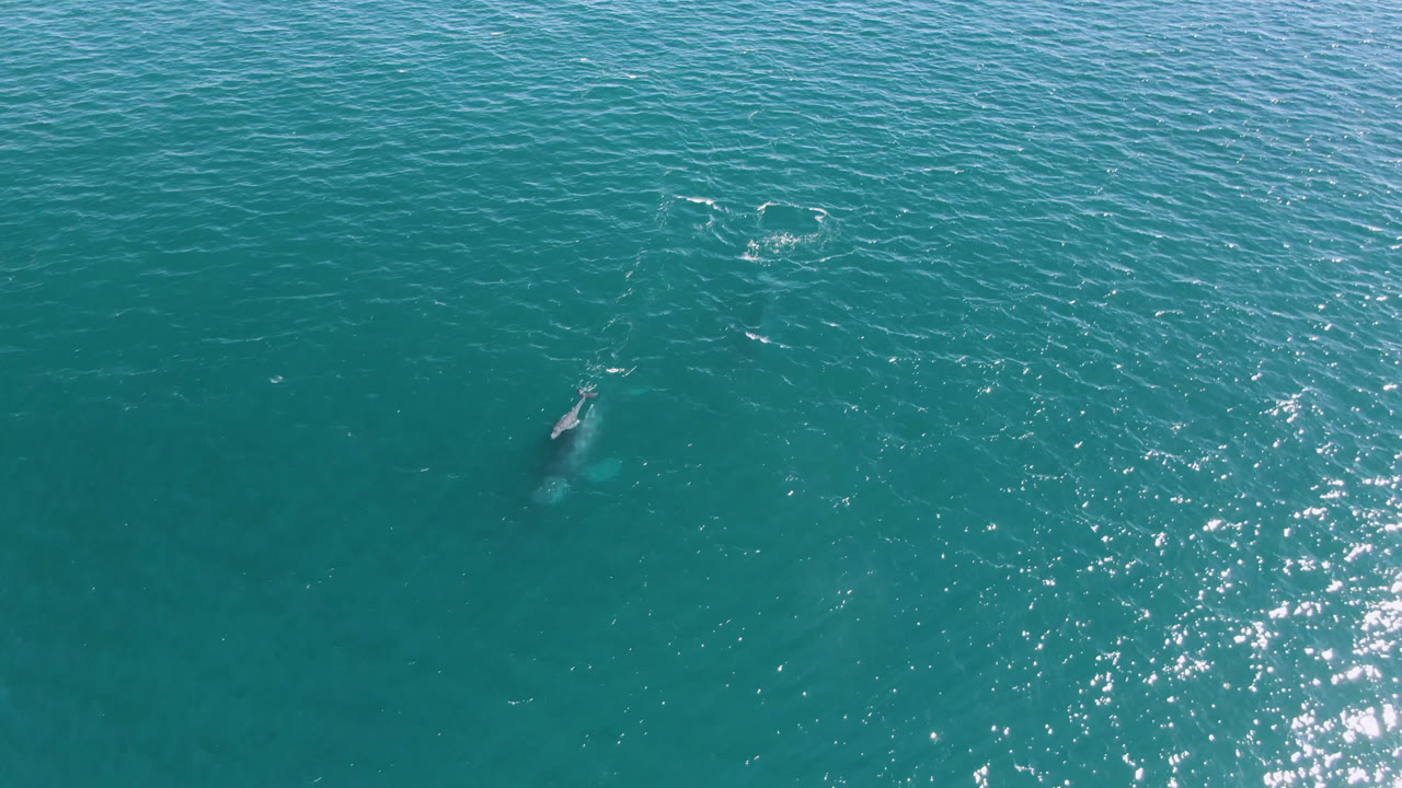 Aerial frame over San Jose Del Cabo, Mexico water with the whale slightly farther right in open turquoise ocean and no visible people.
