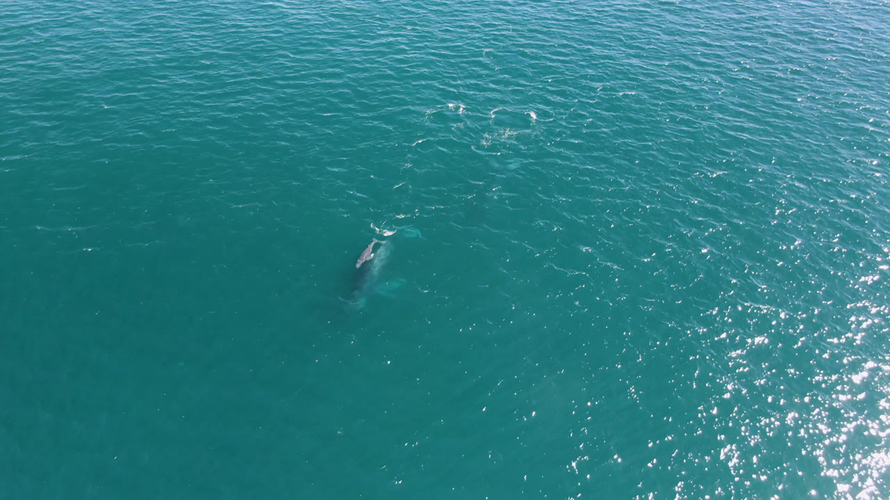 Whale near the surface with bright water reflections to the right.