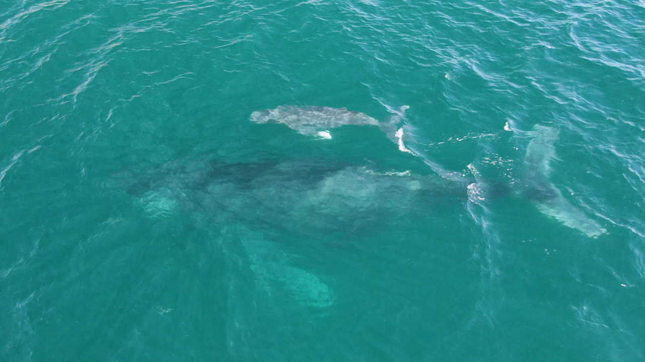 A young whale swims near the surface of turquoise ocean water in San Jose Del Cabo, Mexico, with a faint underwater shadow and no visible people.
