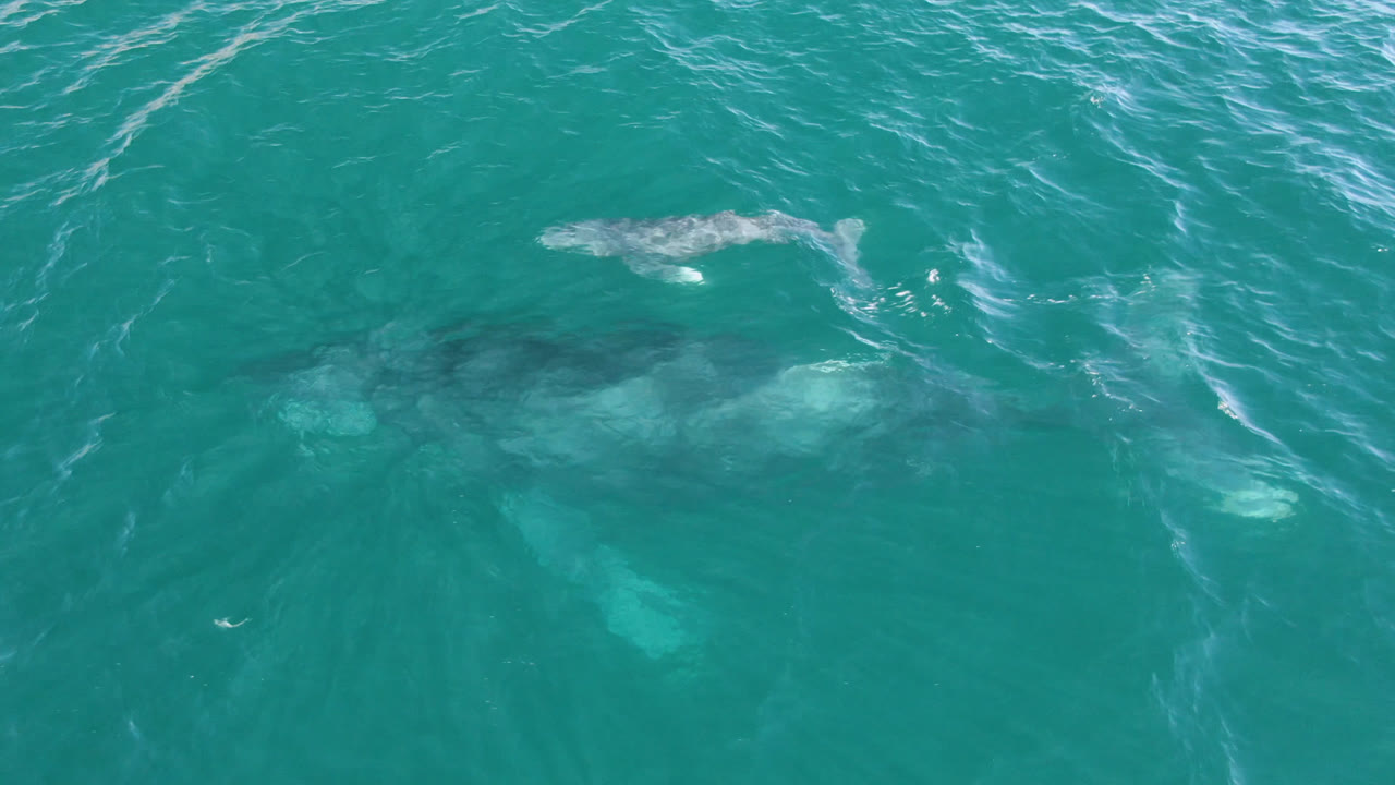The whale appears slightly farther across the overhead frame in San Jose Del Cabo, Mexico, with rippled turquoise water and no visible people.