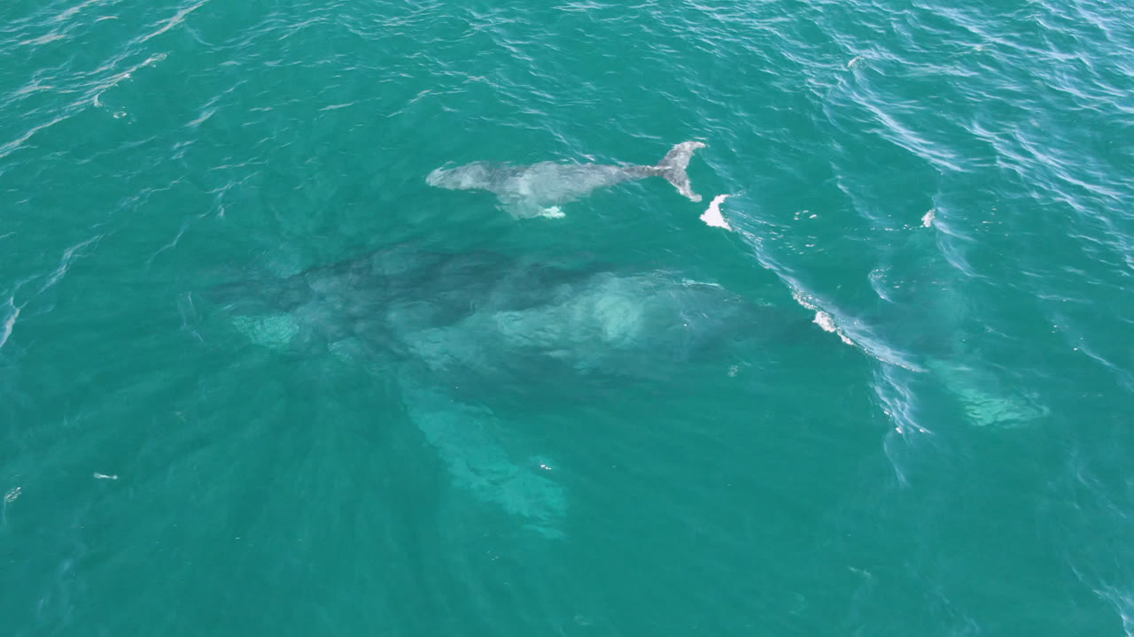 Whale at the surface with white water trailing behind it.