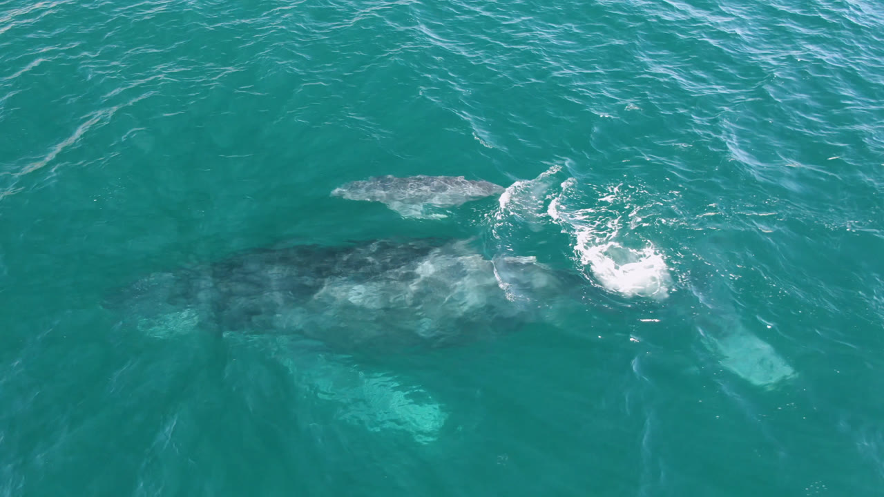 Overhead view of a humpback whale just under the turquoise water at Laguna Beach Los Cabos, with white foam near its back and no visible people.