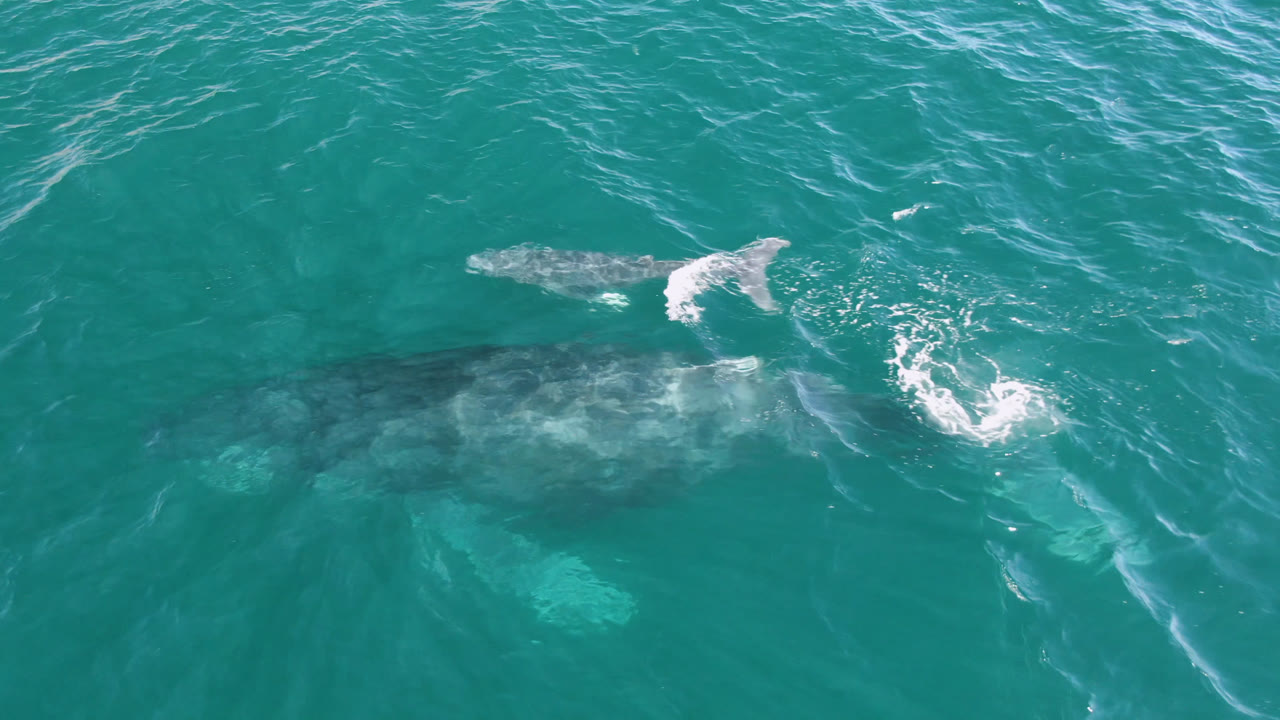 The humpback whale remains visible below the clear green-blue water at Laguna Beach Los Cabos, with brighter foam around the tail area and no visible people.