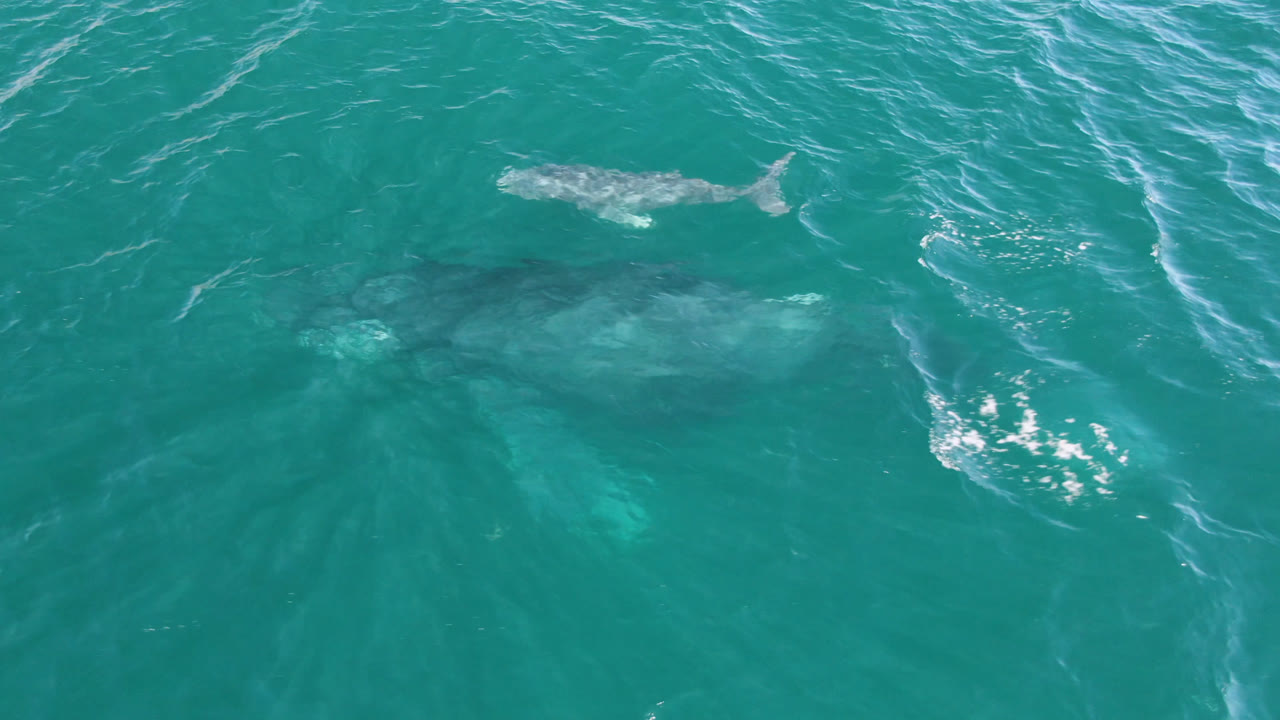 Overhead view of a mother whale and calf in turquoise water at San Jose Del Cabo, Mexico, with no visible people and light wave texture crossing the surface.