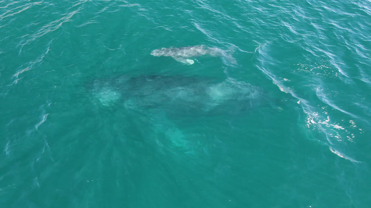 The whale and calf remain visible below the teal ocean surface at San Jose Del Cabo, Mexico, with no visible people and a bright patch of reflected light nearby.