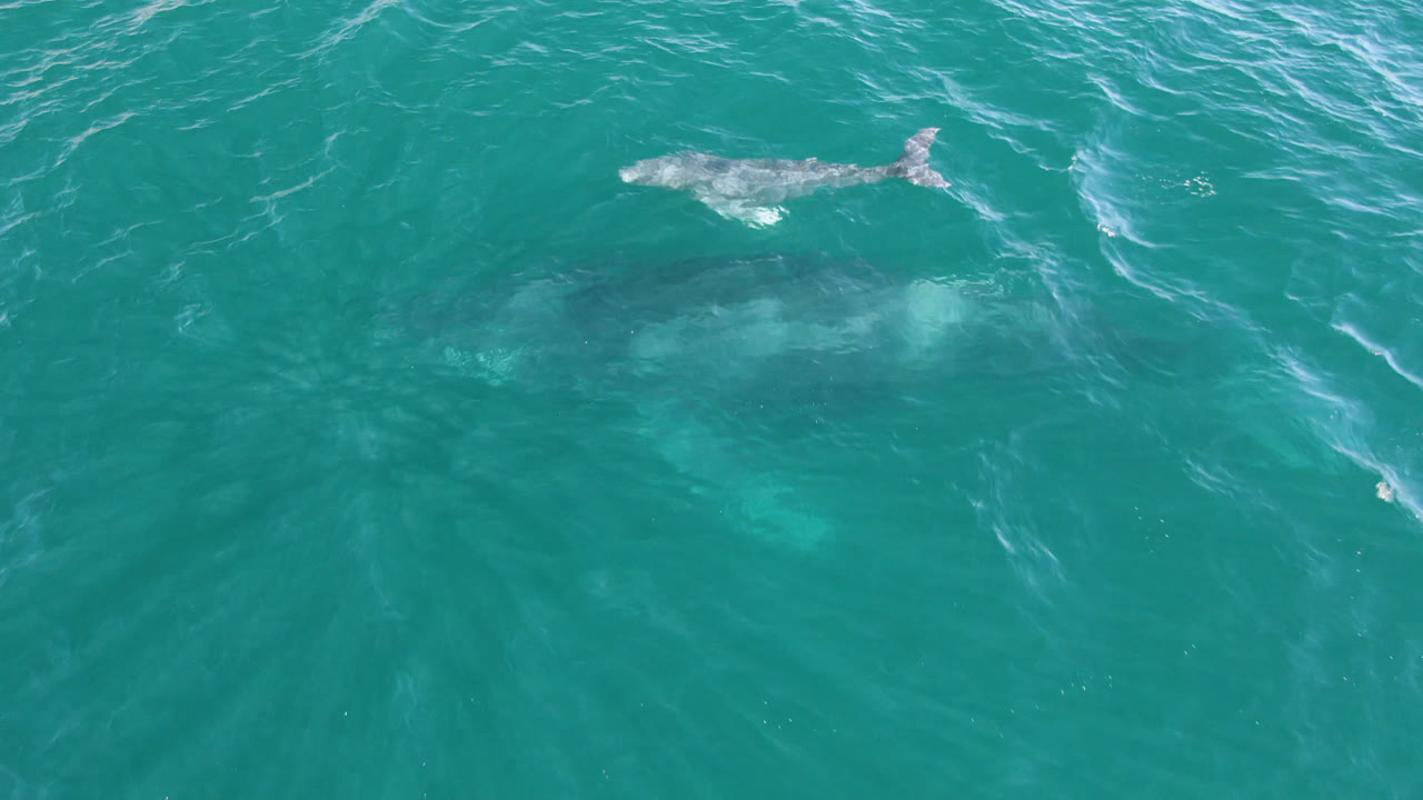 Overhead frame from Laguna Beach Los Cabos showing a whale near the surface in turquoise water, with darker submerged whale forms below and no visible people.