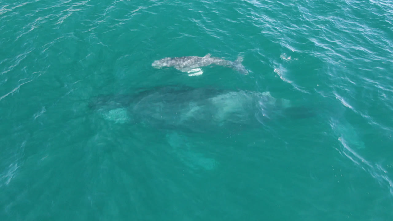 At 0:01, a pale-gray whale is nearer the water surface at Laguna Beach Los Cabos while larger darker forms remain visible beneath the turquoise ocean, with no visible people.
