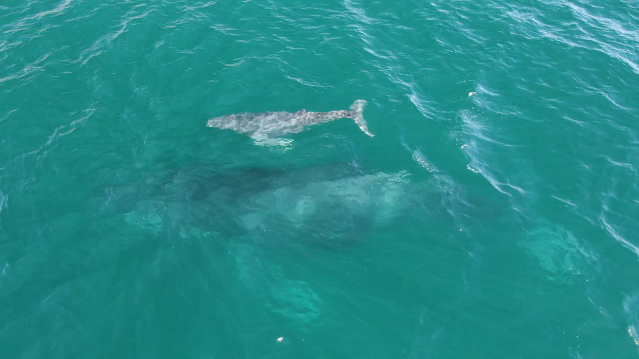 A whale travels across textured turquoise water with darker shapes underneath.