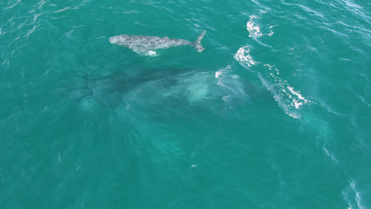 A small gray whale surfaces near the top of the turquoise water in San Jose Del Cabo, Mexico, with a larger pale whale shape faintly visible below and no visible people.