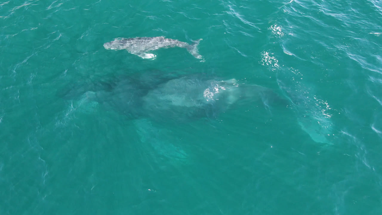 The gray whale appears farther across clear teal water in San Jose Del Cabo, Mexico, with pale submerged whale forms below the surface and no visible people.