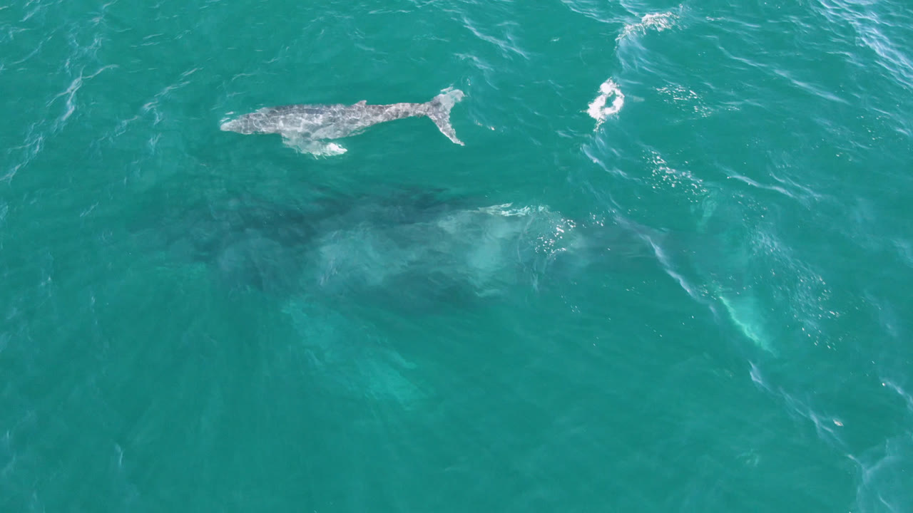 Small whale near bright wave streaks in teal ocean
