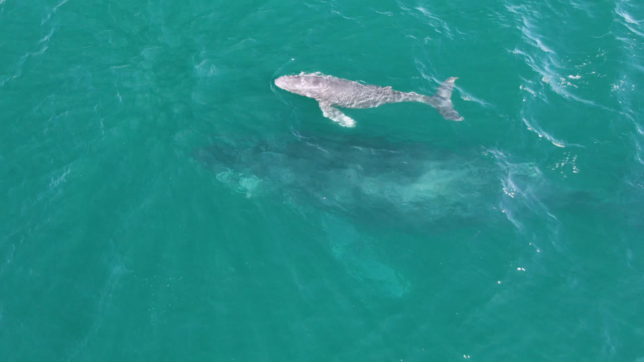 At 0:00, an overhead view in San Jose Del Cabo, Mexico shows a small gray whale near the shadow of a larger whale in turquoise water, with no visible people.