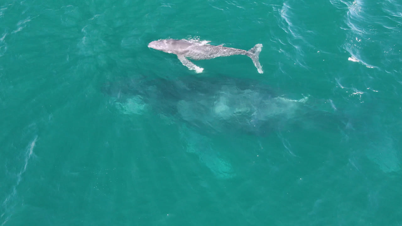 At 0:01, the calf is centered higher in the frame while the larger whale remains visible below the surface in teal water off San Jose Del Cabo, Mexico, with no visible people.