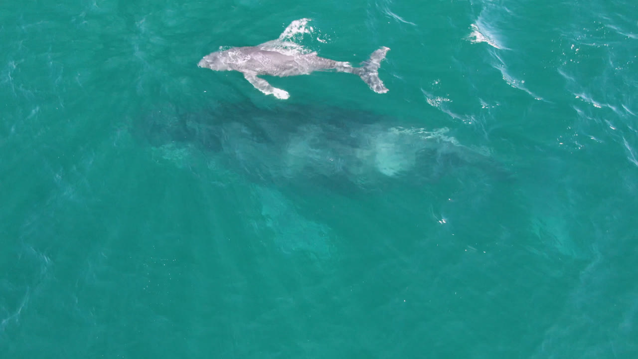 Small whale near the top of frame with a larger whale shadow below.