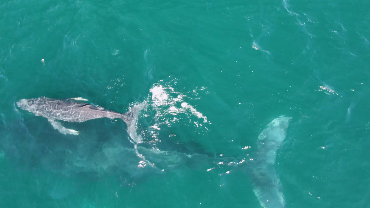 Overhead view of a gray whale near the surface at Laguna Beach Los Cabos, with turquoise water, small white ripples, and no visible people.