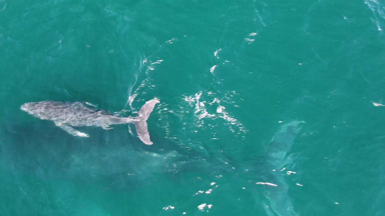 Gray whale seen from directly above in Laguna Beach Los Cabos water, with its tail and mottled back visible against clear teal ocean and no visible people.