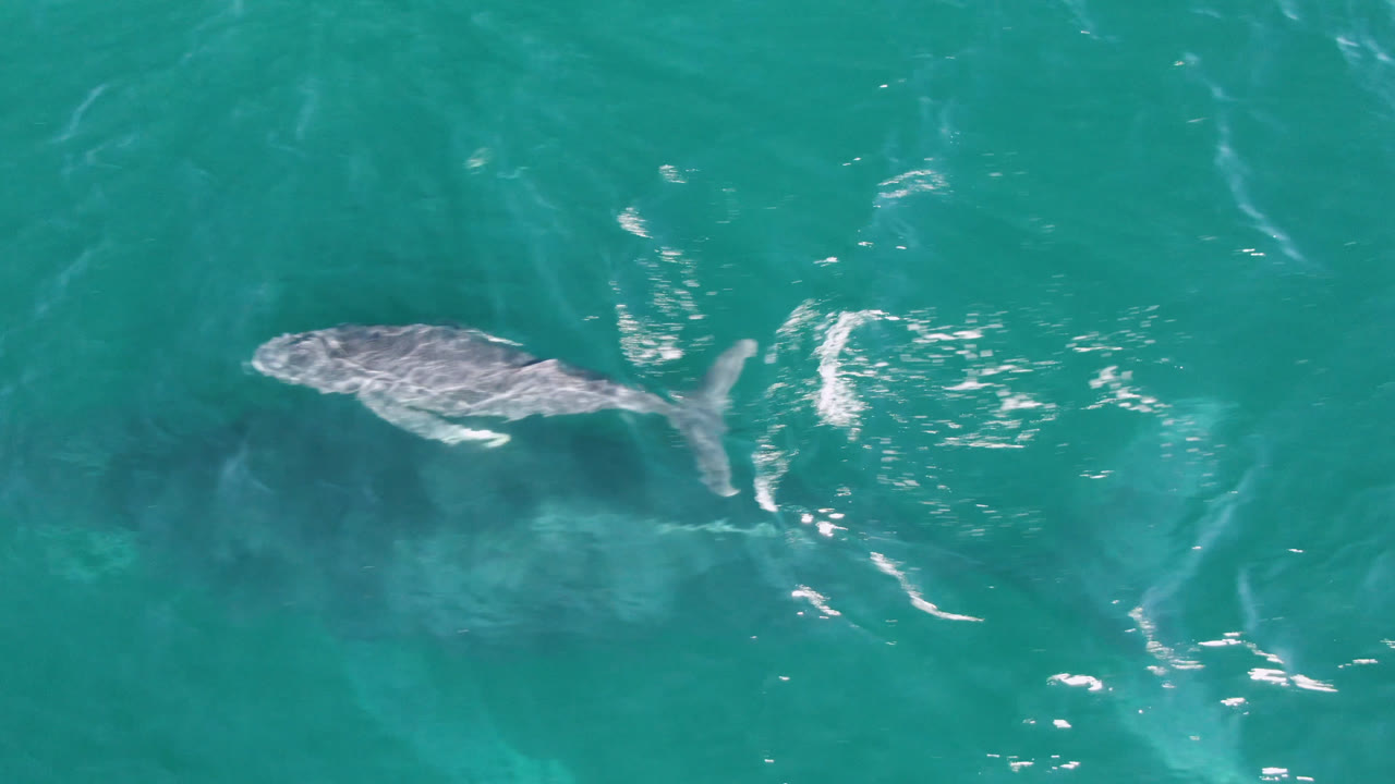 Gray whale beneath rippled turquoise water with pale underwater shapes nearby.