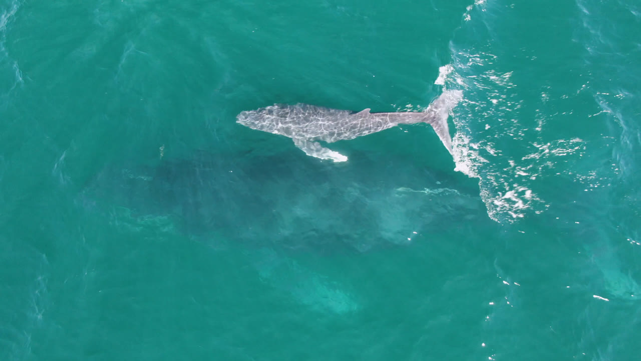 Overhead view of a young humpback whale at the turquoise surface near San Jose Del Cabo, Mexico, with its tail trailing a small white wake and no visible people.