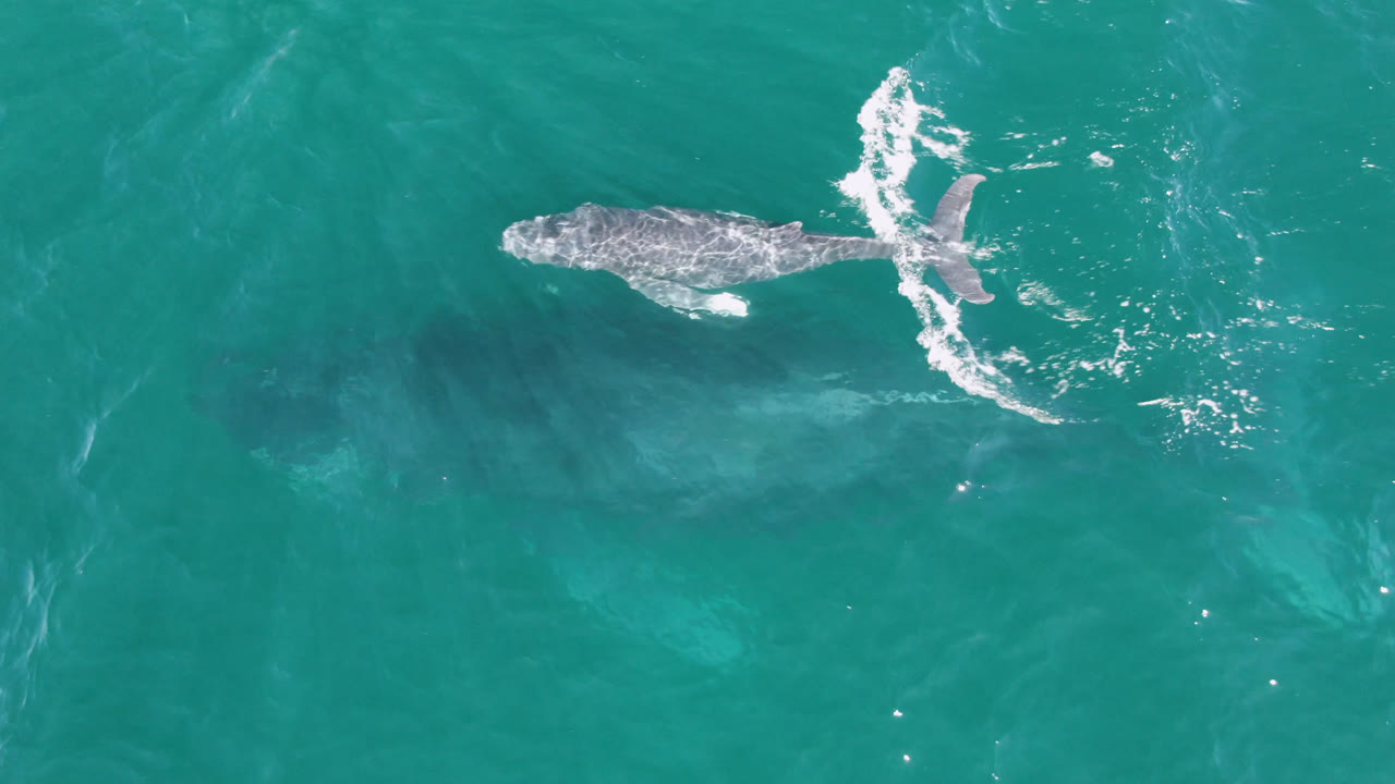 Aerial frame of the young humpback whale in San Jose Del Cabo water, with the tail fluke pushing a curved white splash and no visible people.