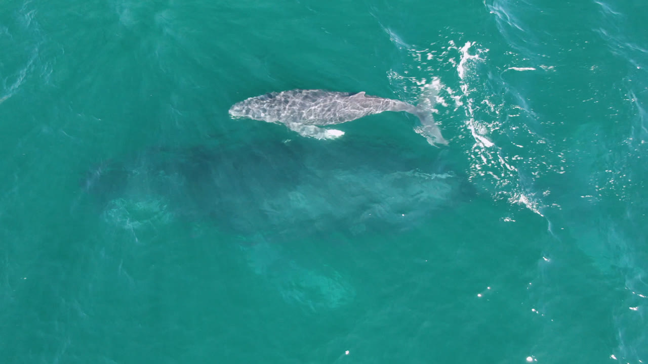Whale swimming under clear teal water with white foam behind the tail