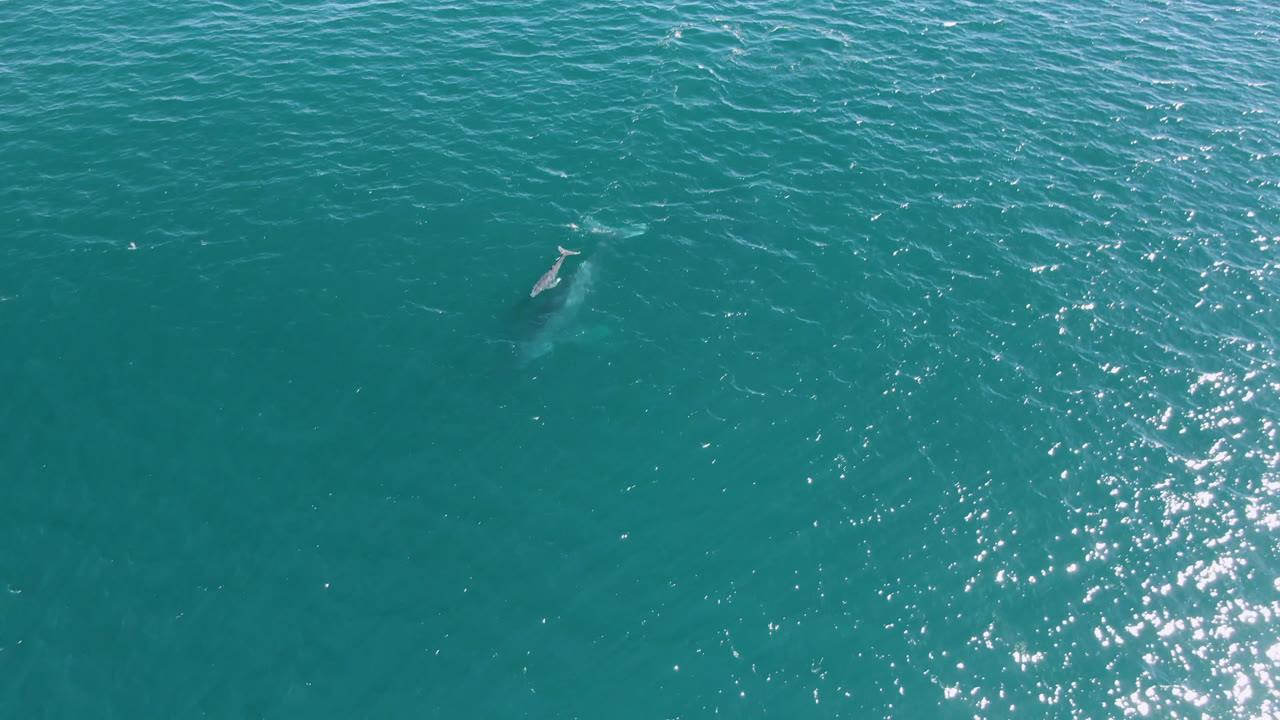 Overhead view in San Jose del Cabo, Mexico, with a small whale near the upper left of turquoise rippled water and no visible people.