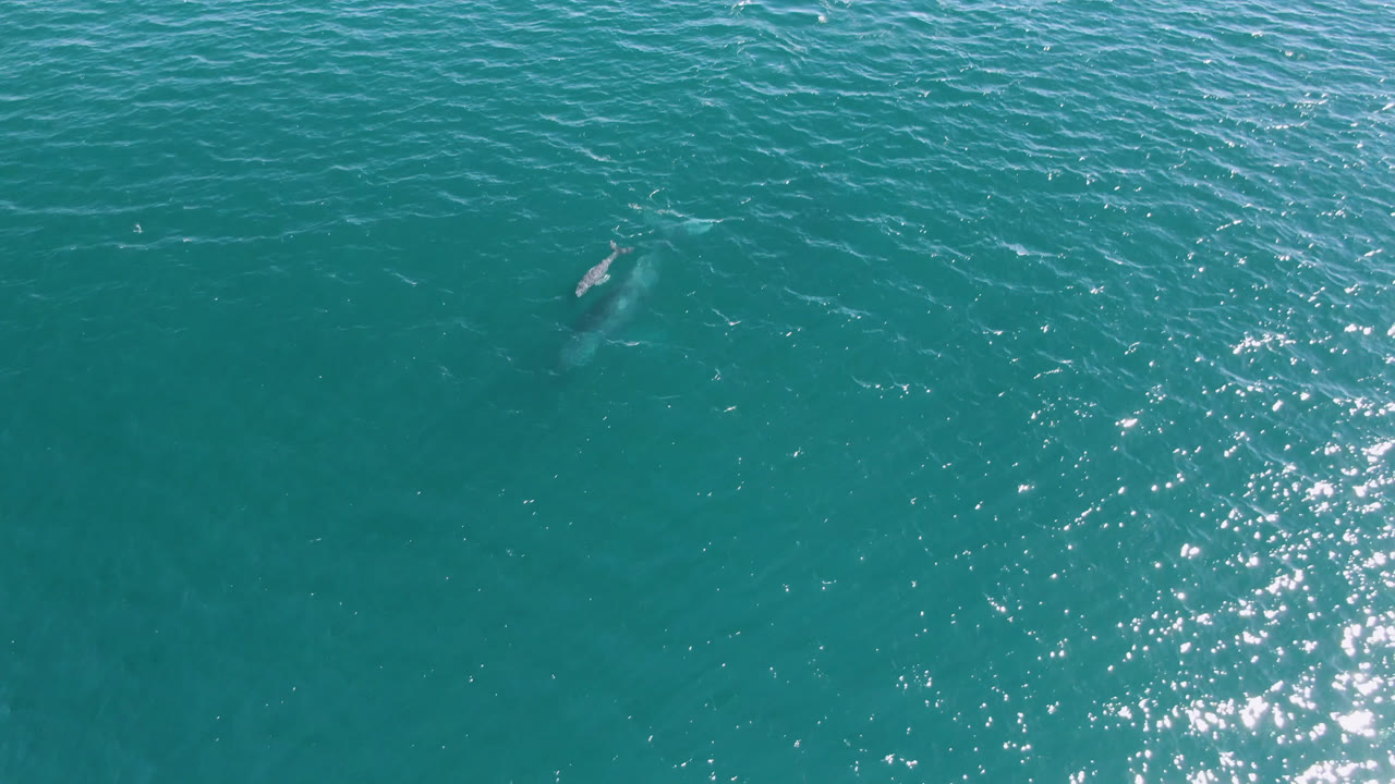 A baby whale appears just below the surface near the upper center of turquoise water in San Jose del Cabo, Mexico, with no visible people.