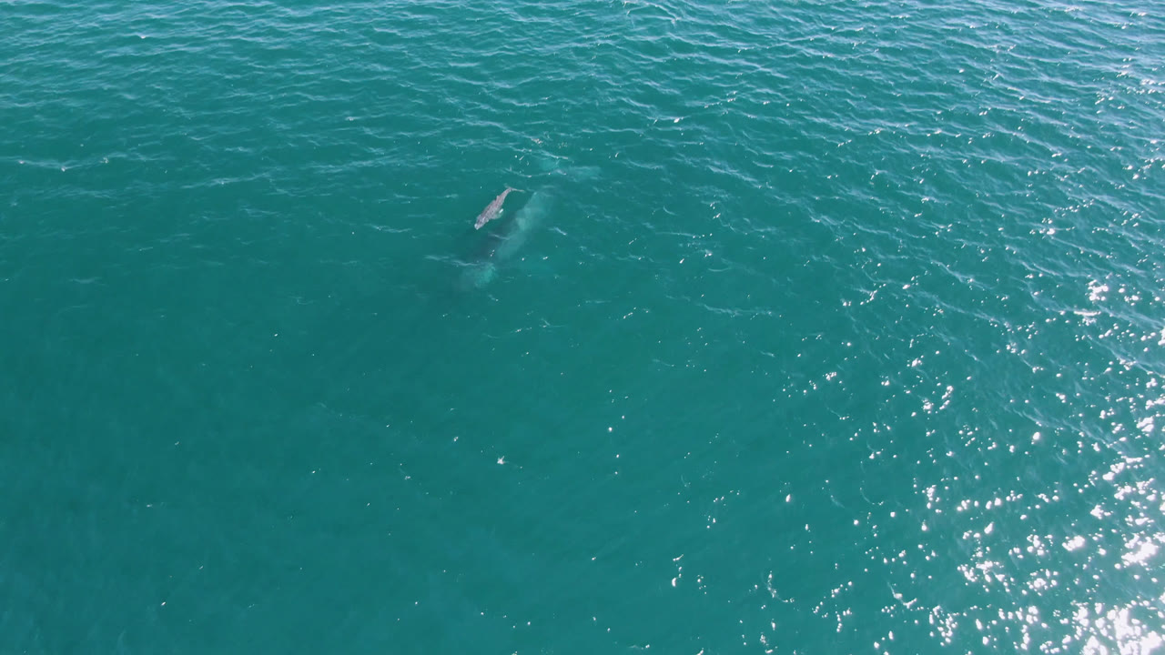 Overhead San Jose del Cabo ocean frame with the whale near the upper right, bright reflected highlights on the water, and no visible people.