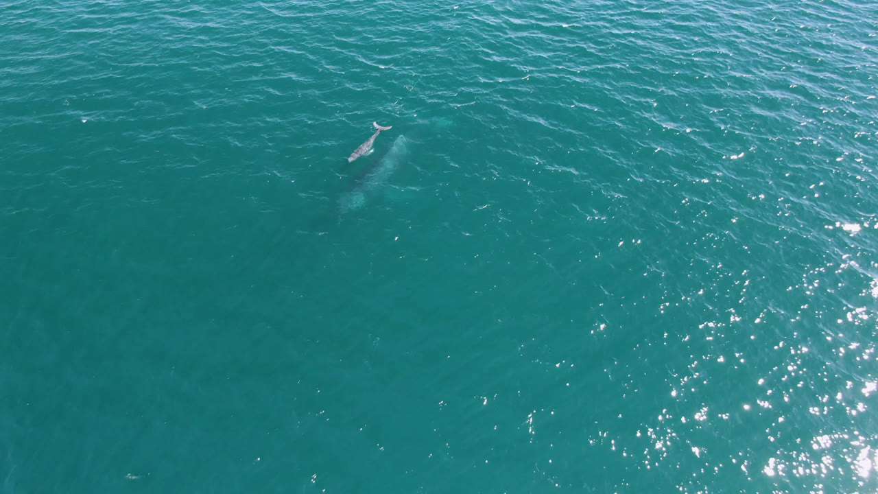 Whale body visible below turquoise surface