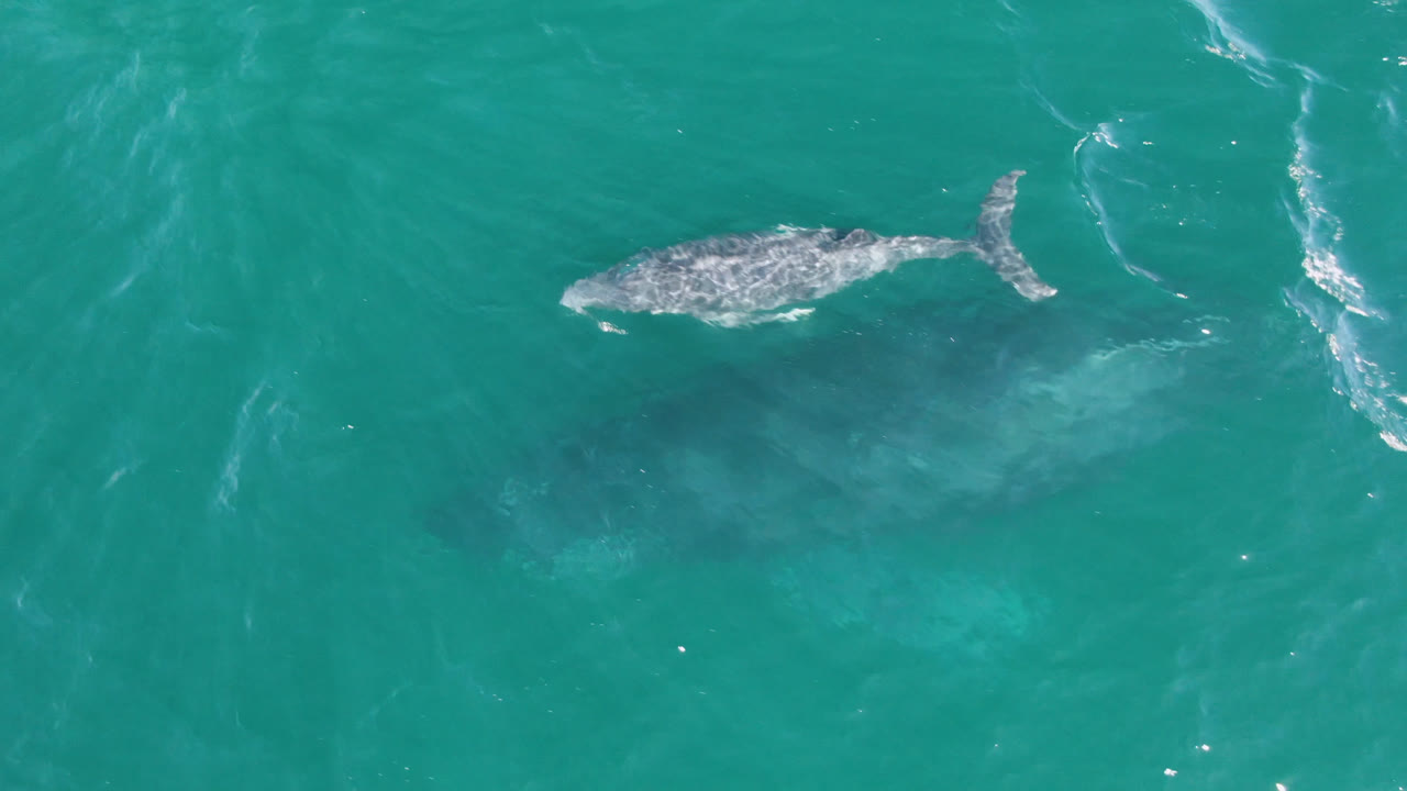 Overhead view of a whale near the upper left of the frame in turquoise water at Laguna Beach Los Cabos, with surface ripples and no visible people.