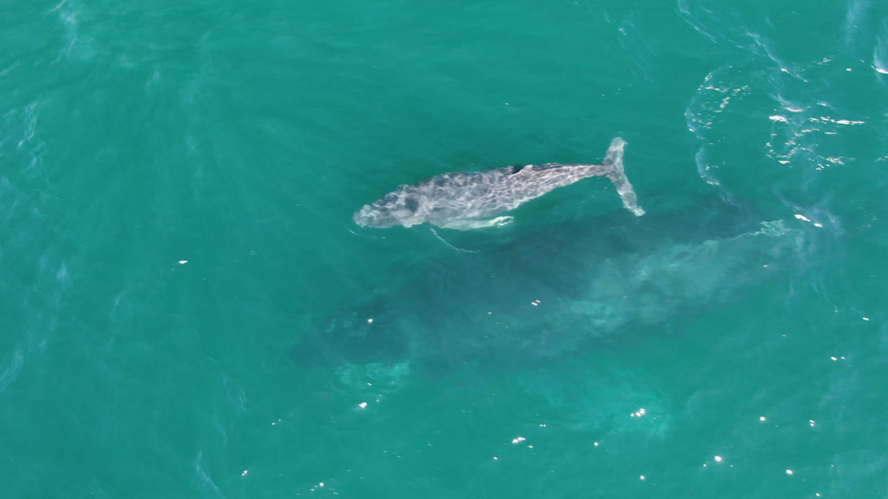 Aerial frame of the whale farther across the open teal water at Laguna Beach Los Cabos, with its pale back visible below surface texture and no visible people.