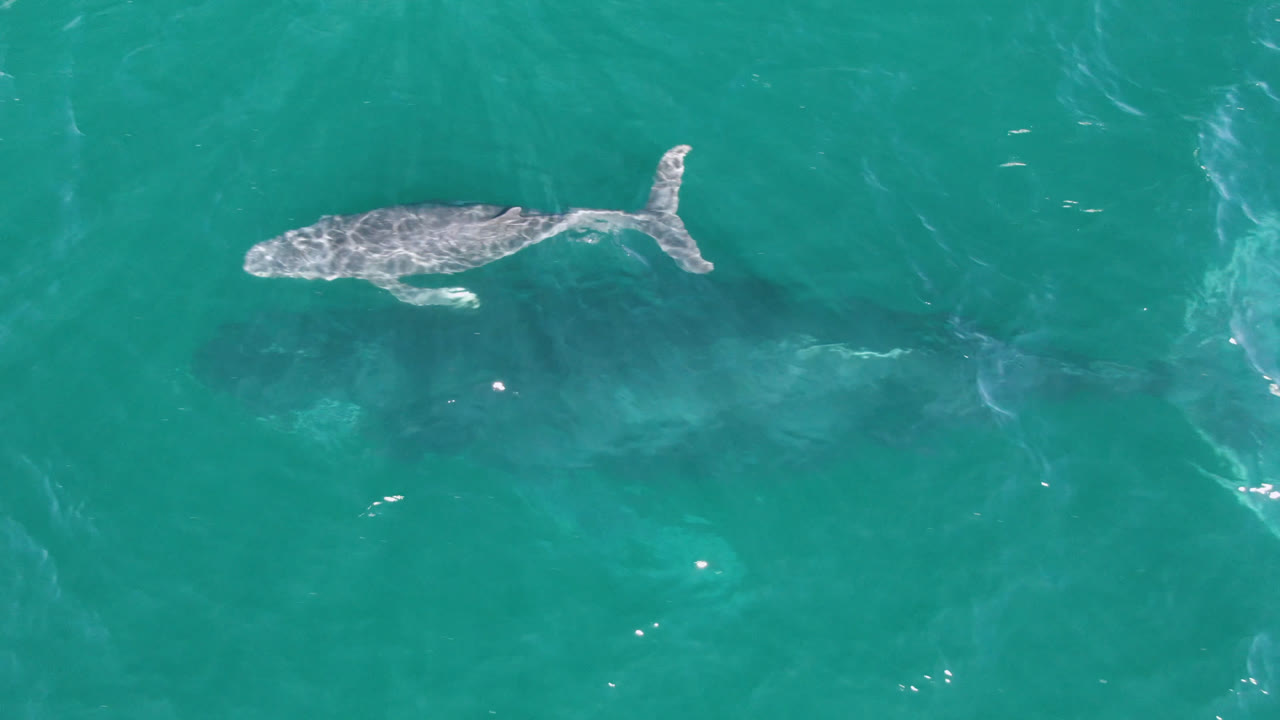 A humpback whale appears near the upper left of the overhead frame at Laguna Beach Los Cabos, swimming beneath turquoise water with faint ripples and no visible people.